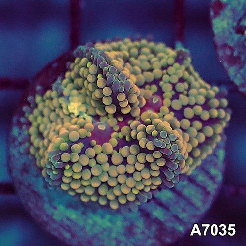 Item a7035sp7035 wysiwyg - item#a7035sp7035(s),